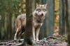 Wolf attacks on livestock rise in Germany