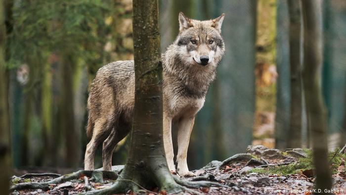 Wolf attacks on livestock rise in Germany